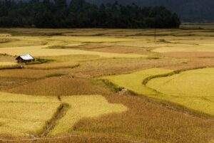 Ziro Valley, Downtown Mirror Travel